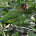 Amazona leucocephala caymanensis - Photo (c) Dean Hester, alguns direitos reservados (CC BY-NC-ND), uploaded by Dean Hester