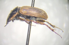 Melinopterus