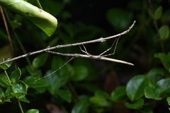 Trachythorax yunnanensis