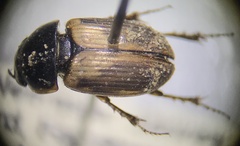 Melinopterus