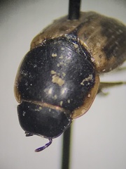 Melinopterus