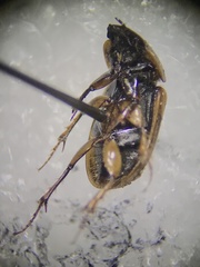 Melinopterus