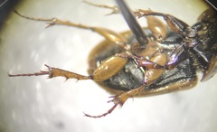 Melinopterus