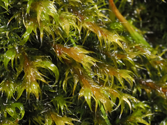 Racomitrium