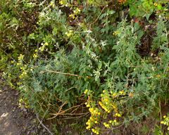 Calceolaria ascendens