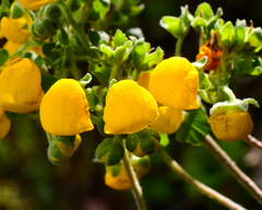 Calceolaria ascendens