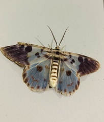 Dysphania percota