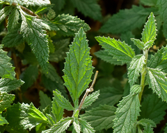 Calceolaria ascendens