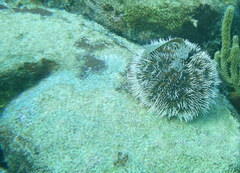 Lytechinus variegatus