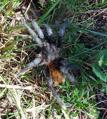 Plesiopelma longisternale