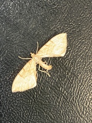 Gandaritis pyraliata