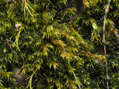 Racomitrium