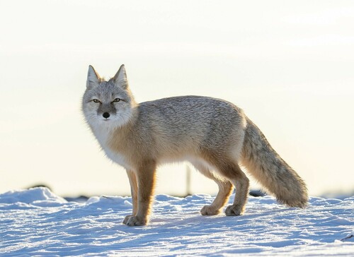 Corsac Fox, Белоярский р-н, Свердловская обл., Россия, photo 9 of 10