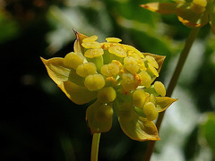 Bupleurum ranunculoides