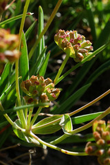 Bupleurum ranunculoides