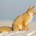 Corsac Fox - Photo (c) Ivan Smorkalov, some rights reserved (CC BY-NC), uploaded by Ivan Smorkalov