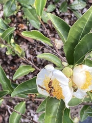 Polistes dorsalis dorsalis