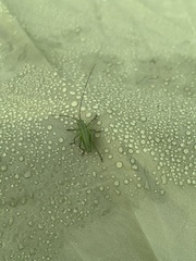 Tettigonia