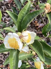 Polistes dorsalis dorsalis