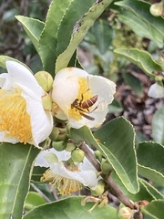 Polistes dorsalis dorsalis