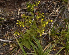Calceolaria asperula