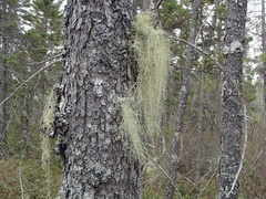 Usnea trichodea