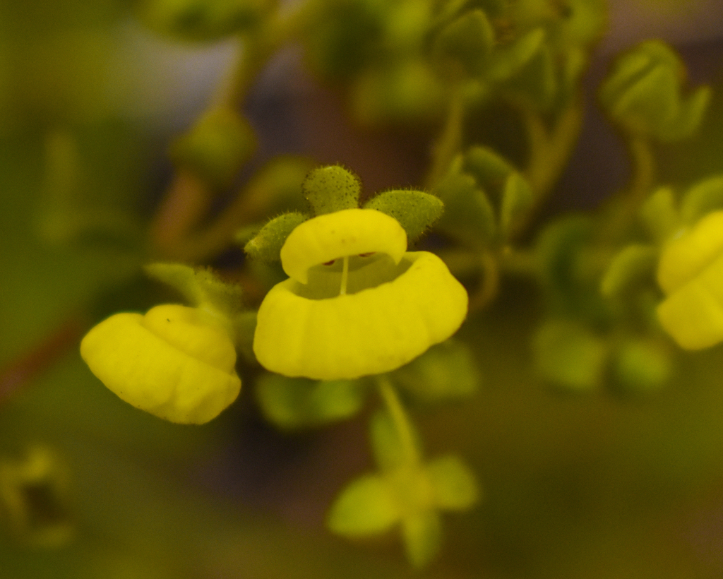 Calceolaria asperula (Calceolaria asperula)