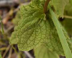 Calceolaria asperula