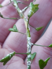 Capsella bursa-pastoris