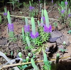 Pogostemon deccanensis