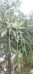 Alstonia scholaris