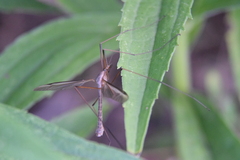 Tipula oleracea