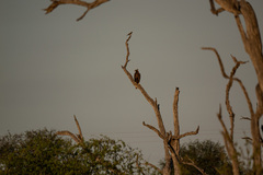 Hieraaetus wahlbergi