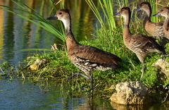Dendrocygna arborea