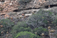 Aloe pluridens