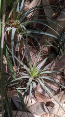 Tillandsia utriculata