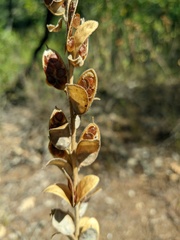 Fibigia clypeata