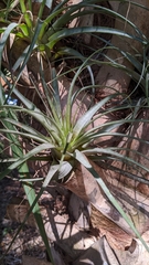 Tillandsia utriculata