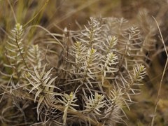 Cymbaria borysthenica