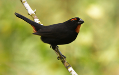 Melopyrrha violacea