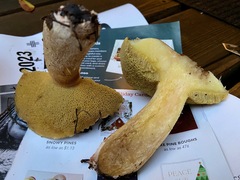 Suillus pseudobrevipes