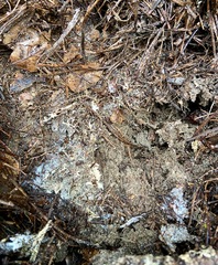 Suillus pseudobrevipes