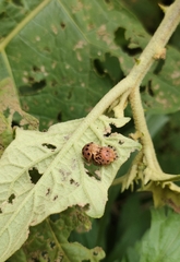 Henosepilachna vigintioctopunctata
