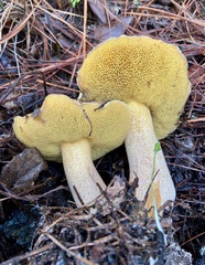 Suillus pseudobrevipes