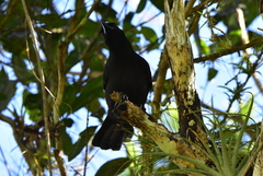Corvus jamaicensis