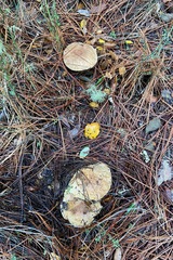 Suillus pseudobrevipes