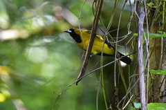 Icterus leucopteryx