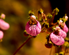 Calceolaria cana