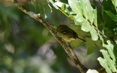 Vireo modestus