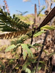 Calliandra houstoniana
